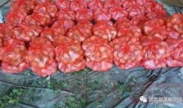 固始最新瓜爆料,揭秘最新瓜爆料背后的故事