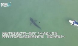 鲨鱼最新爆料消息在哪看,揭秘独家观看渠道